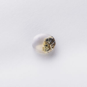 Agates Ward Errabi3
